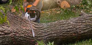 Tree and Shrub Care in Carrollton, AL